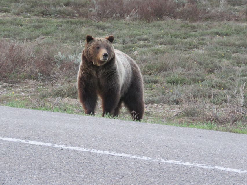 Grand Teton National Park: Full-Day Tour With Boat Ride - Viewing Wildlife