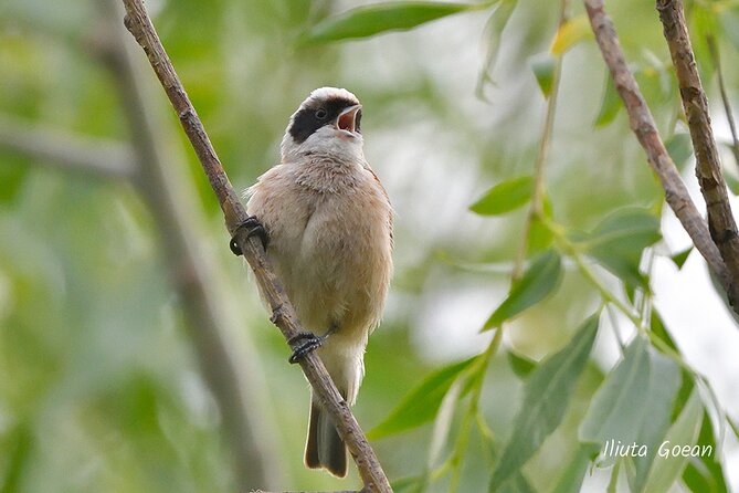 Guided Birdwatching Day Trip to the Danube Delta - Private Program - Confirmation and Accessibility