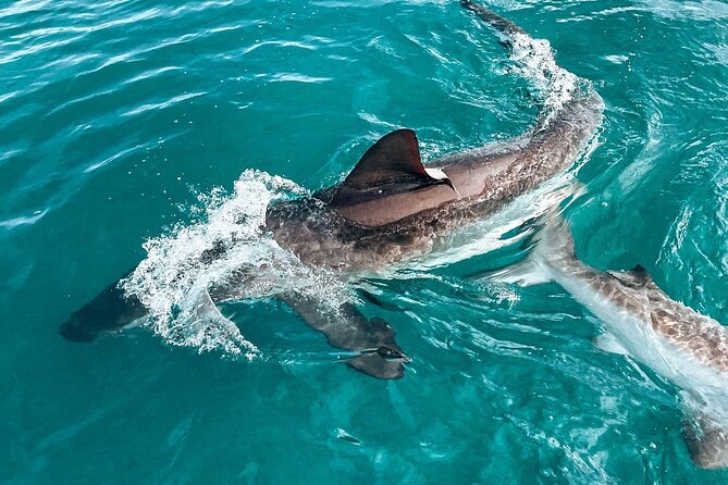 Guided Shark Cage Diving With Hookah Air Supply in Gansbaai - Meeting Point and Pickup