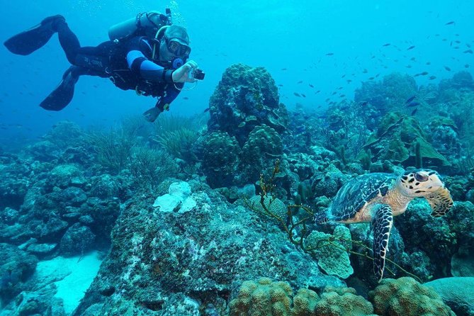 Guided Shore Dive on One of Our House Reefs for Certified Divers. - Location and Meeting Point