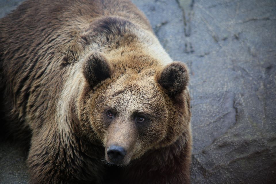 Guided Tour in Ranua Zoo With Hotel Pick up - Arctic Species at Ranua Zoo