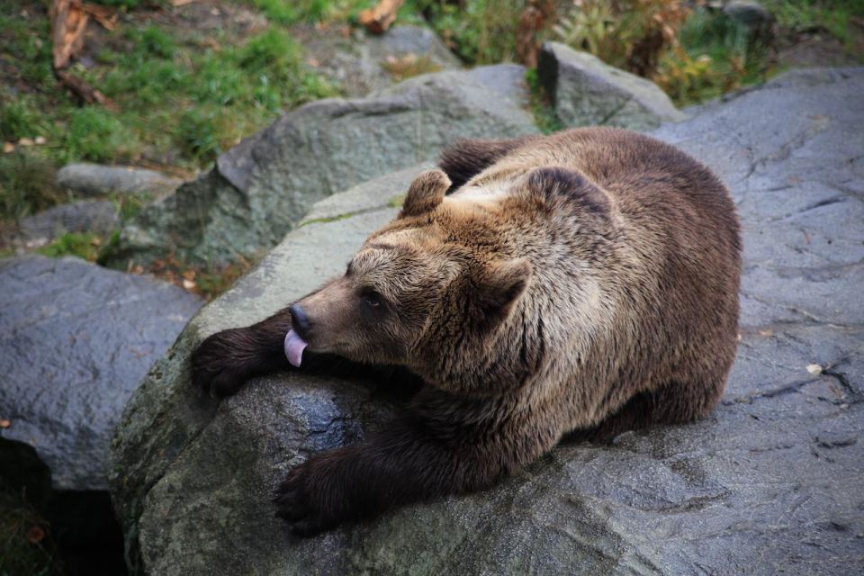 Guided Tour in Ranua Zoo With Transfer - Arctic Species Highlighted