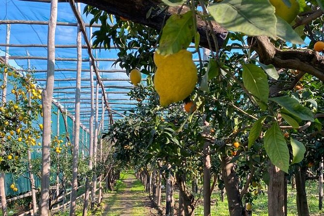 Guided Tour of a Historic Lemon Grove in Sorrento - Booking and Cancellation