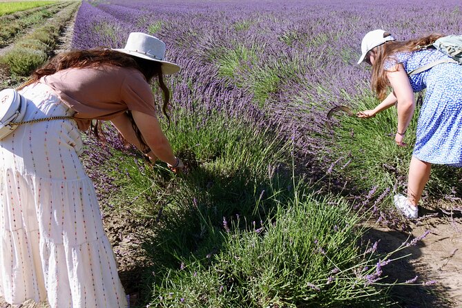 Guided Tour of Lavender Distillery Between Provence & Camargue - Steam Still Extraction Processes