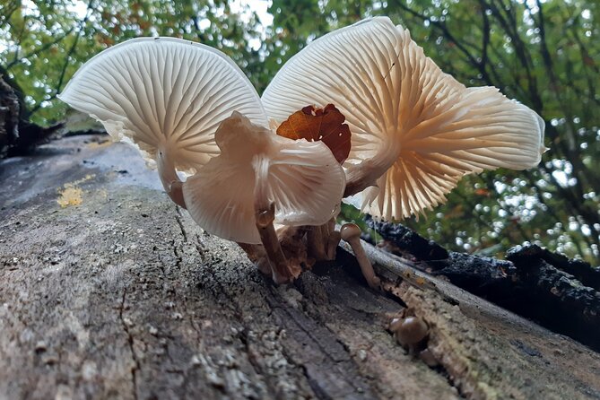 Guided Walking Tour of New Forest National Park in Hampshire - History and Storytelling