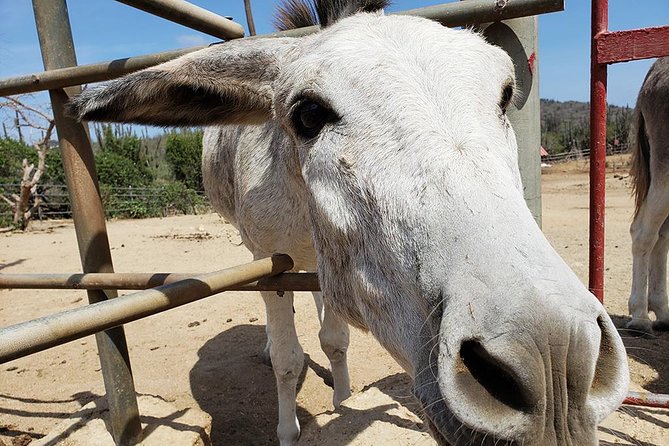 Half-Day Aruba Animal Sanctuary Guided Tour - Aruba Ostrich Farm Experience