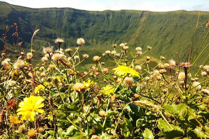 Half Day Faial Island Tour -Local Biologist - Learning About the Azores