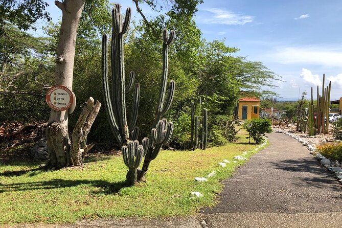 Half Day Hato Cave Flamingo Beach Tour - Meeting and Pickup Locations