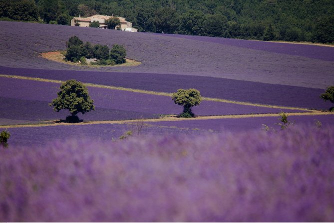 Half Day Lavender Road in Sault From Avignon - Lavender Fields of Sault