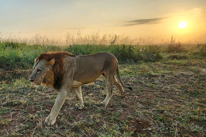 Half Day Nairobi National Park Tour With Admission - Cancellation Policy