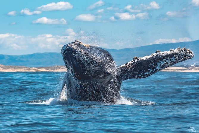 Half-Day Whale Watching Tour From Monterey - Whale Watching Highlights