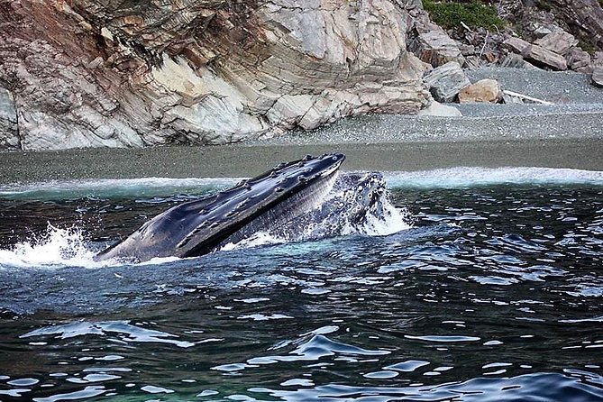 Harbour Kayak Tour - Tour Schedule