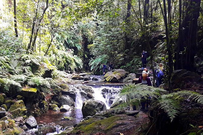 Hidden Corners: Levada Walk From Funchal - Whats Included