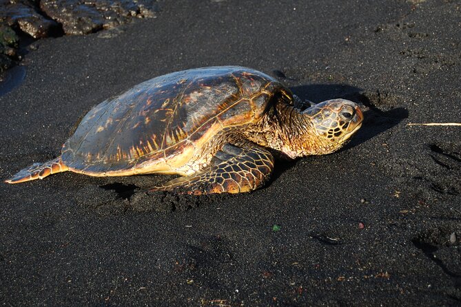 Hilo Shore Excursion: Volcanoes National Park, Rainbow Falls - Customer Experience and Feedback