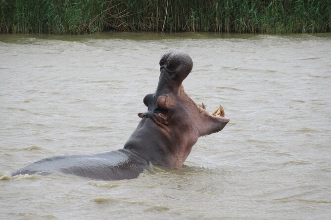 Hippo and Croc Boat Cruise in Saint Lucia With Pick-Up - Complimentary Pick-Up and Drop-Off Service