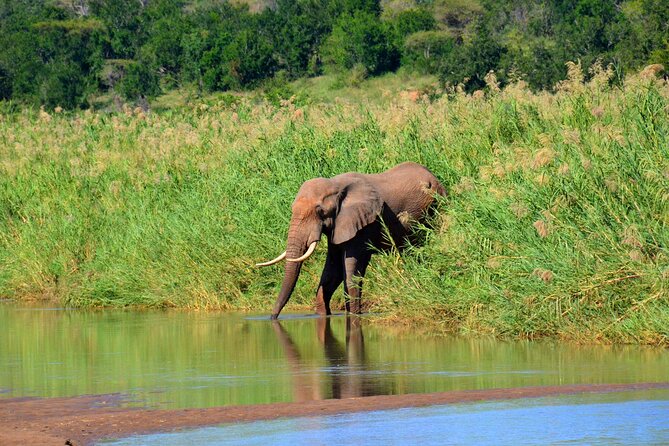 Hluhluwe Imfolozi Safari Day Tour From Durban - Accessibility and Additional Info