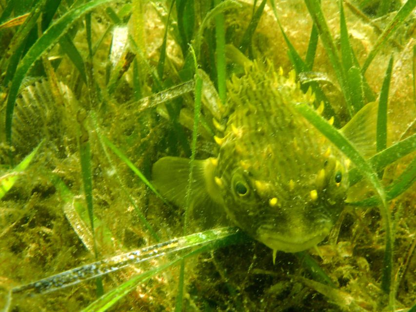 Homosassa: Snorkel & Scallop Hunt in Gulf of Mexico - Tour Details