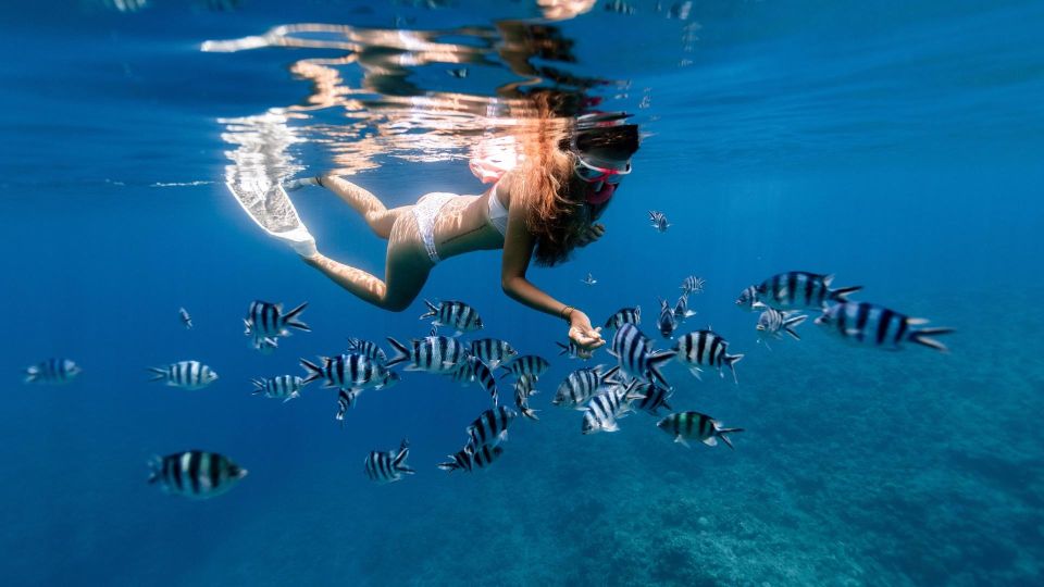 Honolulu: Hanauma Bay State Park Snorkeling Trip - Transportation and Pickup