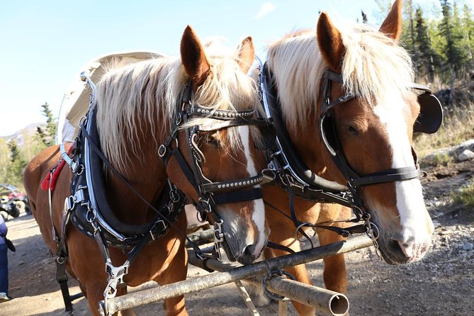 Horse-Drawn Covered Wagon Ride With Backcountry Dining - Meeting and Pickup Options