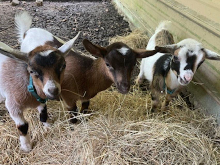 Houston: Adorable Mini Goats Experience E - Inclusions