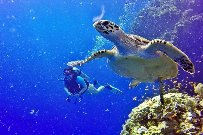 Hurghada: Full-Day Diving Tour With Lunch & Two Dive Sites - Cancellation Policy