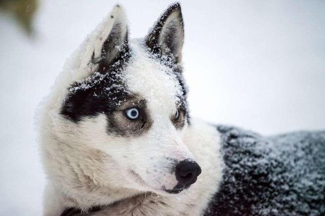 Husky Safari From Levi 2 KM or 5 KM With Husky Sledge Ride - Confirmation and Availability