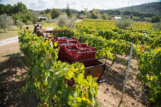 In a Carriage Among the Vineyards, Visit of the Cellar, Tasting of Organic Wines. - Accessibility and Transportation