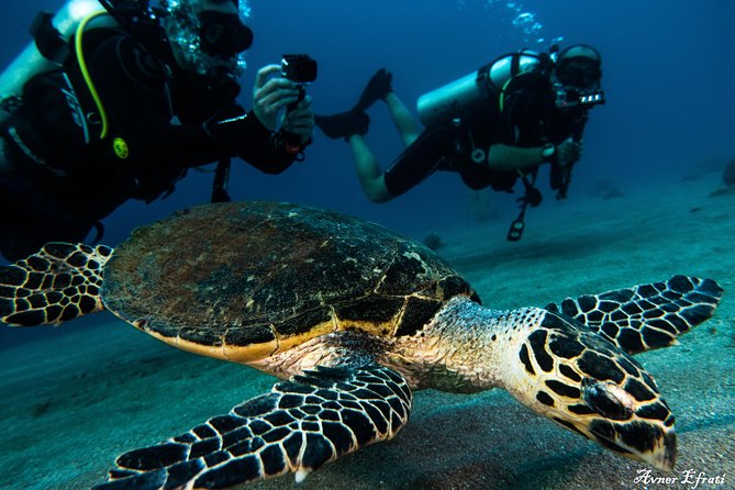 Introduction Diving at Coral Reef With Instructor - 40 Minutes - Diving Inclusions