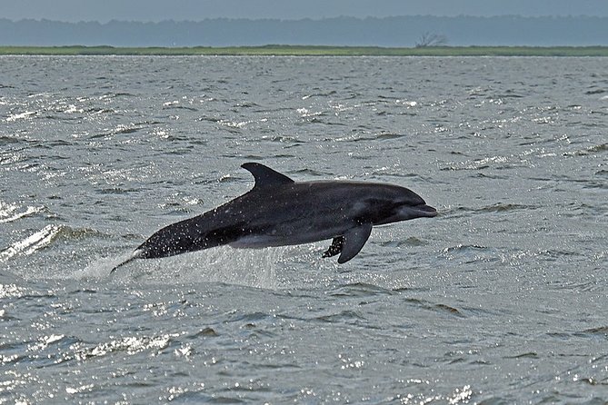 Jekyll Island Dolphin Tours - Accessibility and Capacity