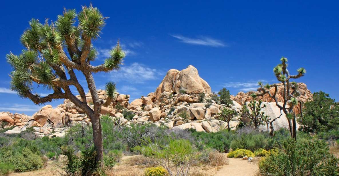 Joshua Tree National Park: Self-Driving Audio Tour - Key Stops on the Tour