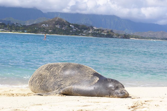 Kayaking Tour of Kailua Bay With Lunch, Oahu - Customer Reviews and Feedback