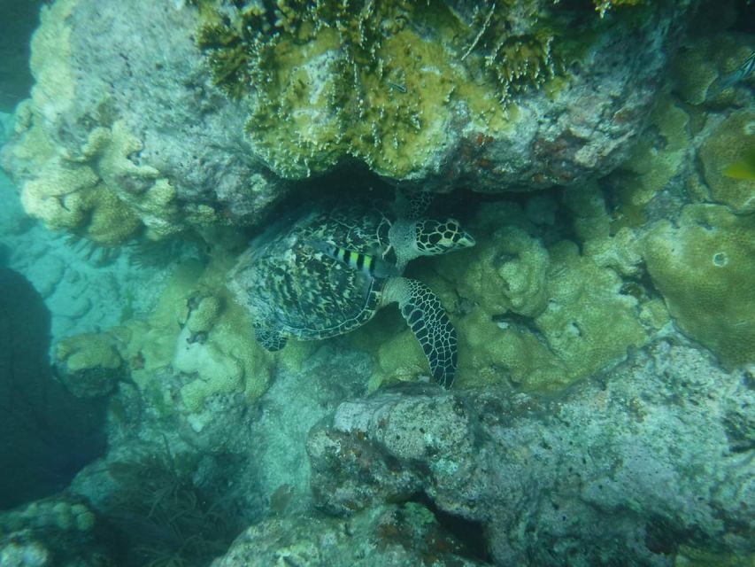 Key West: 3-Hour Afternoon Reef Snorkel With Drinks - Snorkeling Location