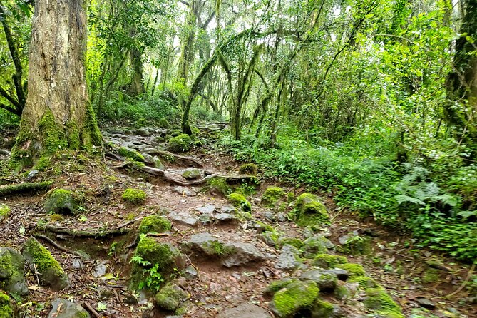 Kilimanjaro Private 2 Days Hiking Tour - Health and Fitness Requirements