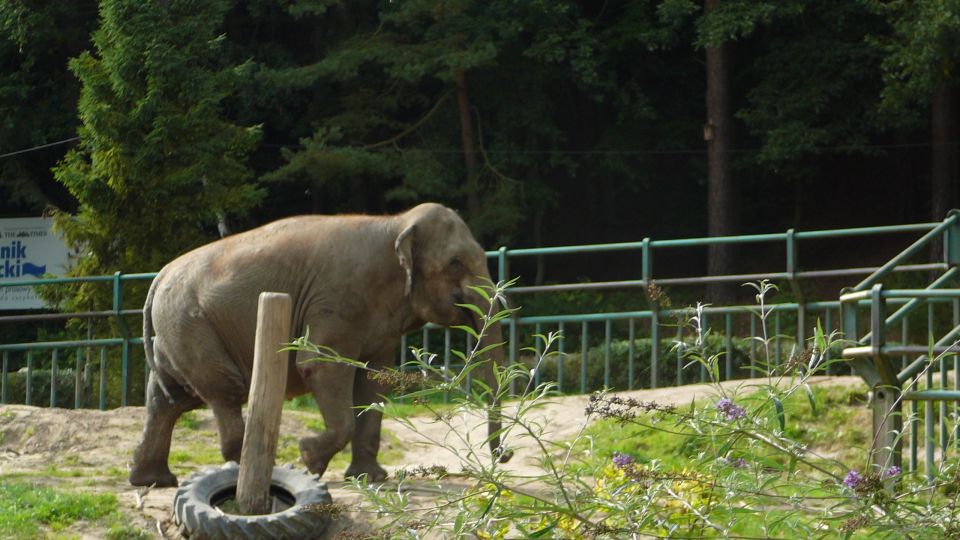 Krakow: Zoo Tour With Private Transport and Tickets - Transportation and Accessibility