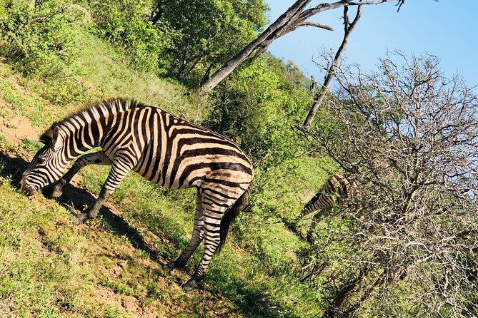 Kruger National Park Full-Day Tour - Health and Safety