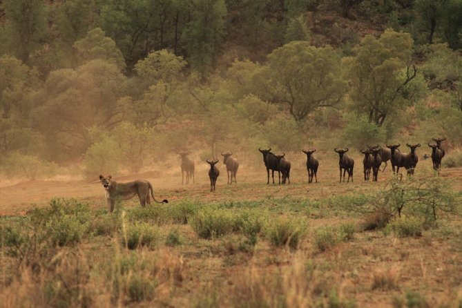 Kruger National Park Private Full-Day Safari - Private Safari Vehicle & Guide - Safari Guide