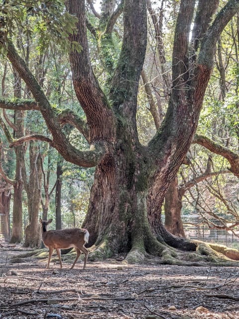 Kyoto: a Bike Ride in Deep Japan - Experience Details