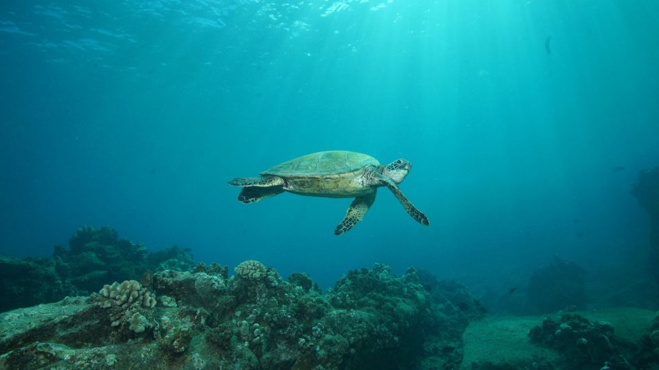 Lahaina: Discover Scuba Diving Class - Participant Requirements