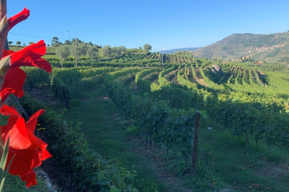 Lamego: Quinta Da Portela De Baixo Winery Tour and Tasting - Full Description