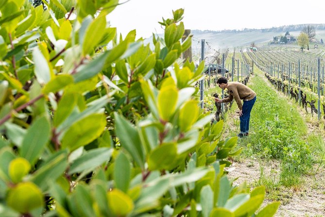 Langhe Wine Tour and Tasting - One Day With a Somm - Logistics