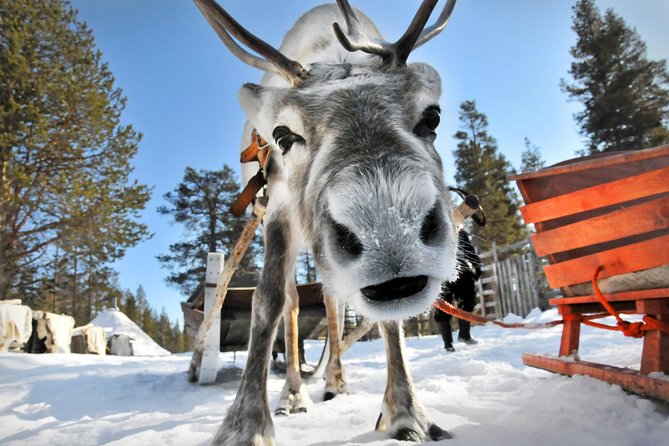 Lapland Reindeer Safari From Rovaniemi - Sled Handling Experience