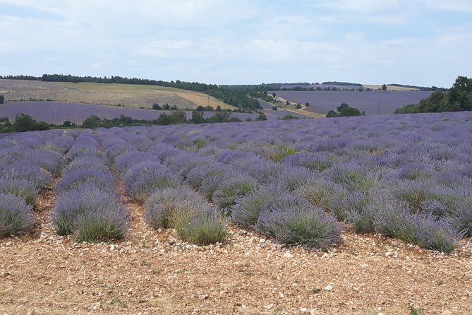 Lavender Tour Sault From Marseille - Meeting and Pickup Information