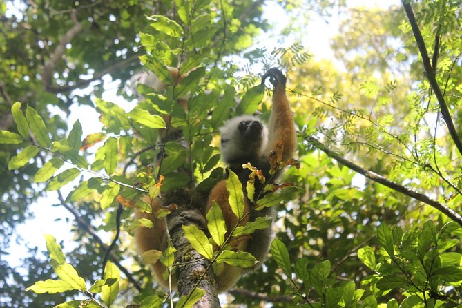 Lemur Day Tour at Andasibe Rainforest and Vakona Lodge Reserve - Wildlife Experience