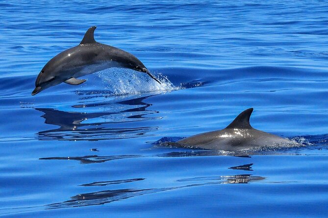 Lisbon Cruise With Dolphin Watching - Tour Schedule and Duration