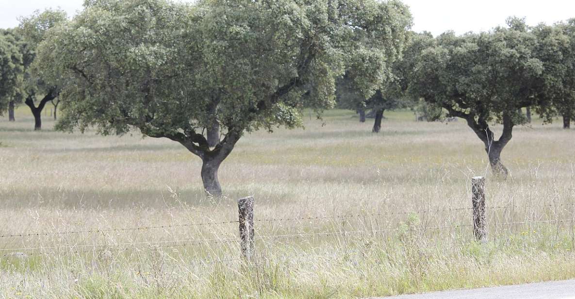 Lisbon: Private Tour to Évora and Cork Factory - Transportation and Amenities