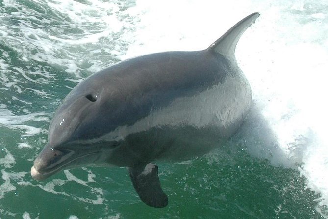 Little Toot Dolphin Adventure at Clearwater Beach - Pricing and Cancellation