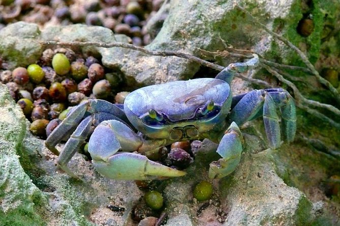 Los Haitises National Park - Hiking in Rain Forest + Private Boat to Caves - Guided Tour Experience