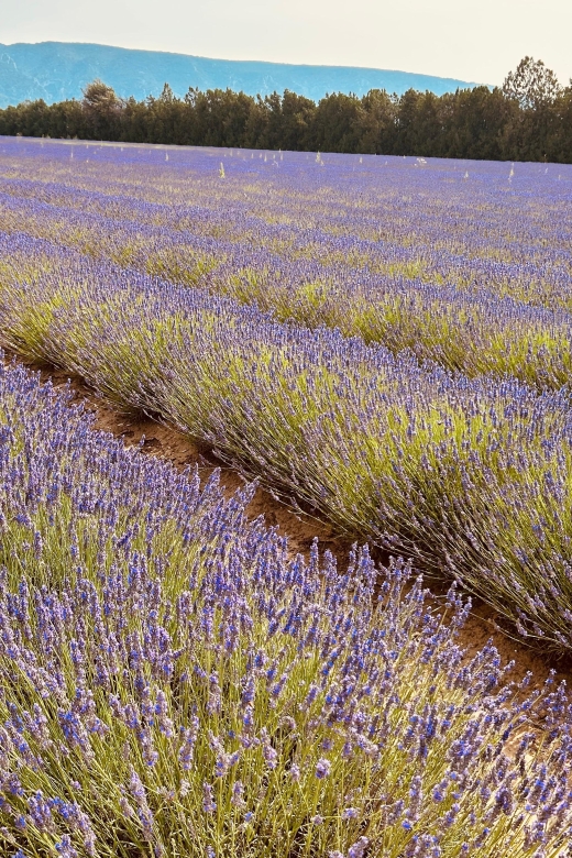 Luberon & Lavender Fields Tour - Inclusions and Exclusions