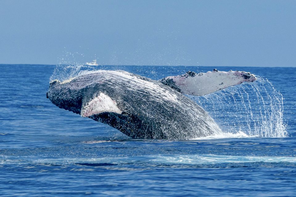 Maalaea Harbor: Whale Watching Catamaran Cruise - Inclusions and Amenities