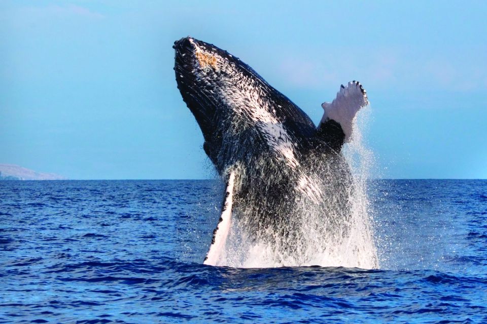 Maalaea: Small Group 2-Hour Whale Watch Experience - Group Size and Booking